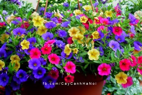 địa chỉ bán hoa triệu chuông 