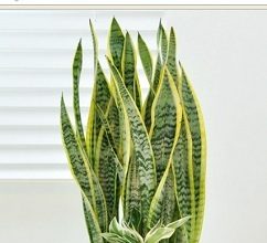 cây lưỡi hổ văn phòng