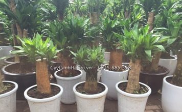 cây thiết mộc lan phong thủy
