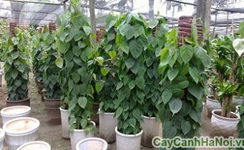 cây vạn niên thanh phong thủy